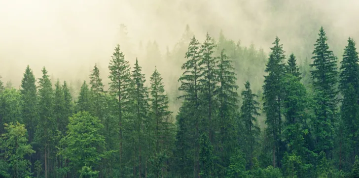 det-blir-mindre-skog-i-verden-og-den-tar-opp-mindre-co2